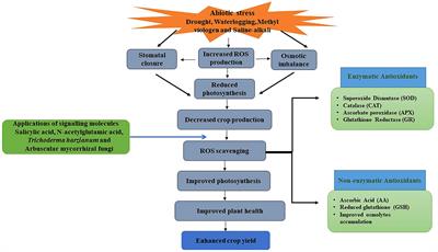 Editorial: The contribution of molecular priming to abiotic stress tolerance in plants